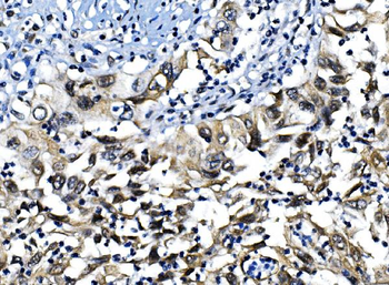 IRF1 Antibody