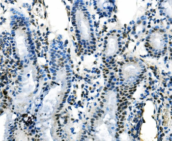 IRF1 Antibody