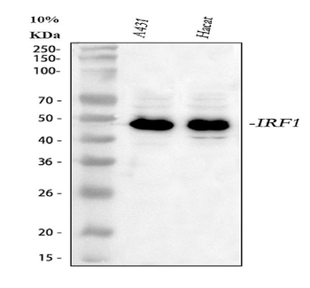 IRF1 Antibody