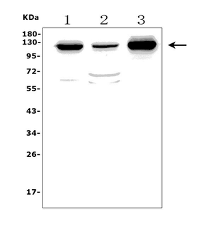 Anti-MORC3 Antibody