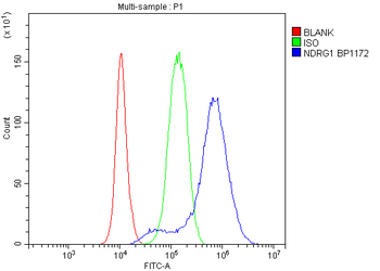 NDRG1 Antibody