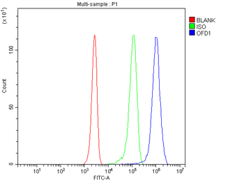 OFD1 Antibody