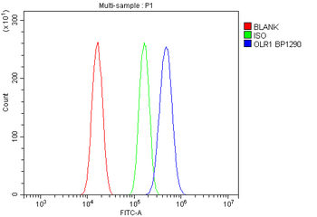 LOX 1/Olr1 Rabbit Polyclonal Antibody