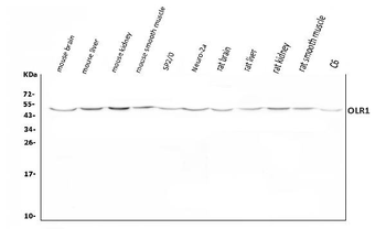 Anti-LOX 1/Olr1 Antibody