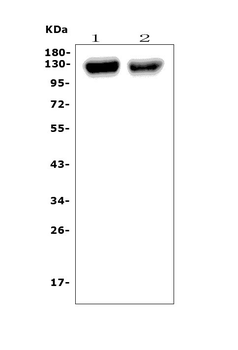 CD31/Pecam1 Antibody