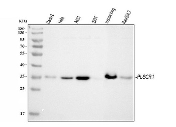 Scramblase 1/PLSCR1 Antibody