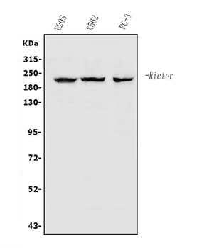 Anti-RICTOR Antibody