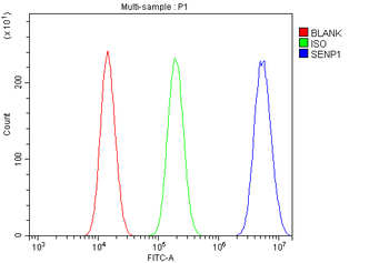 SENP1 Rabbit Polyclonal Antibody