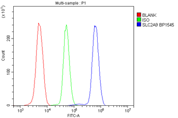 Anti-GLUT9/SLC2A9 Antibody