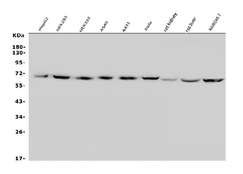 Anti-GLUT9/SLC2A9 Antibody