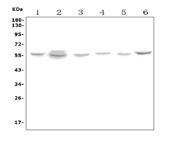 Anti-VMAT1/SLC18A1 Antibody