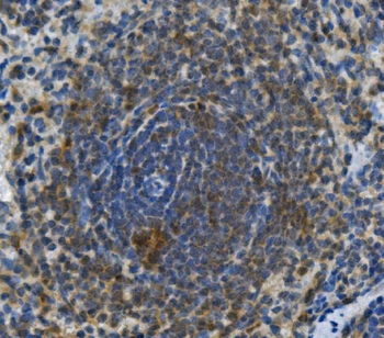 Anti-Toll-like receptor 1 TLR1 Antibody