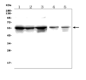 Anti-TLR1 TRIM6 Antibody