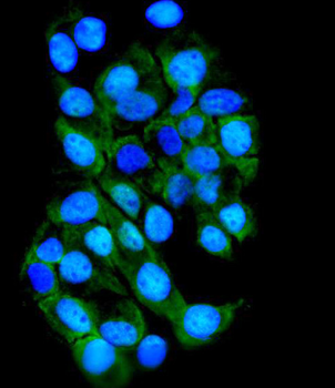 Anti-TTK/Mps1/TTK Antibody