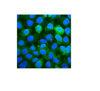 Anti-CD59 Antibody (monoclonal, 3C10)