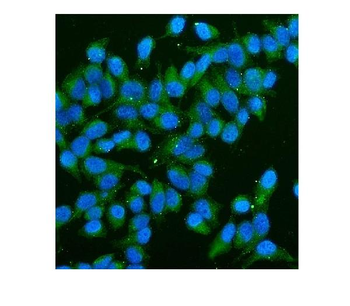 Anti-CD59 Antibody (monoclonal, 3C10)