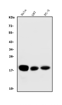 CD59 Antibody(monoclonal, 3C10)