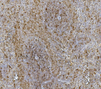 Anti-Hsc70 Antibody (monoclonal, 3B6)