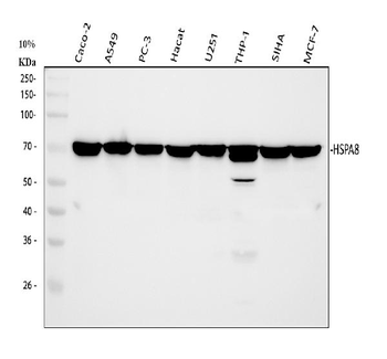 Anti-Hsc70 Antibody (monoclonal, 3B6)