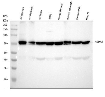 Anti-Hsc70 Antibody (monoclonal, 3B6)