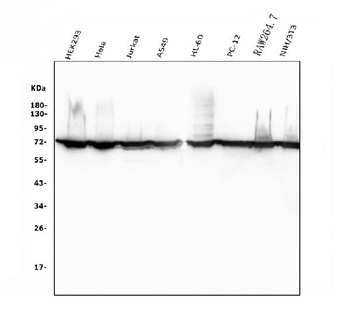 Hsc70 Antibody(monoclonal, 3B6)
