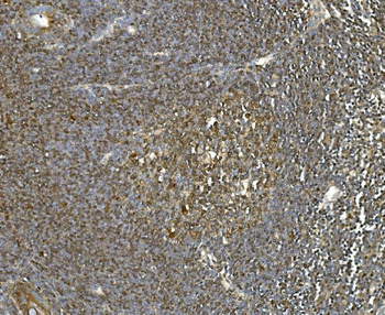 Anti-Hsc70 Antibody (monoclonal, 3B6)