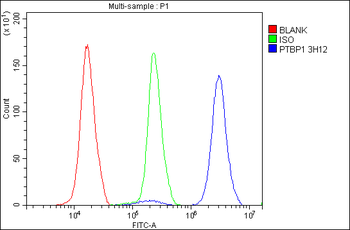 Anti-PTBP1 Antibody (monoclonal, 3H12)