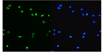 Anti-PTBP1 Antibody (monoclonal, 3H12)
