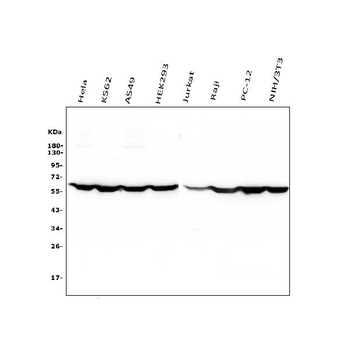 Anti-PTBP1 Antibody (monoclonal, 3H12)