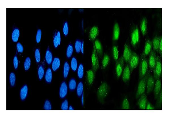Anti-ATF1 Antibody (monoclonal, 7F8)
