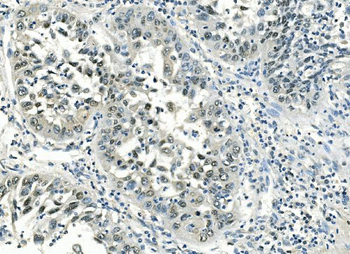 Anti-ATF1 Antibody (monoclonal, 7F8)