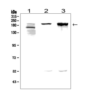Anti-Agrin/AGRN Antibody
