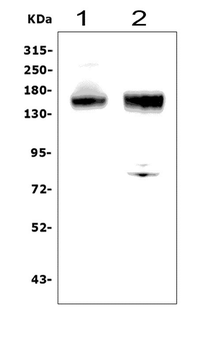 Anti-CD13/ANPEP Antibody