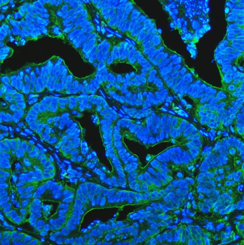 Anti-CD13/Anpep Antibody