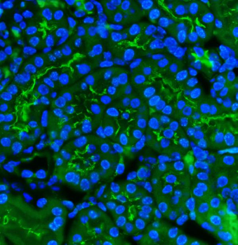 Anti-CD13/Anpep Antibody