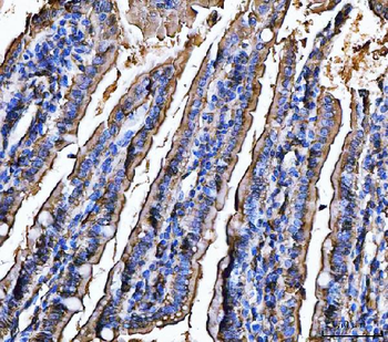 Anti-CD13/Anpep Antibody