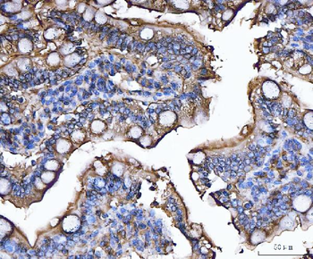 Anti-CD13/Anpep Antibody