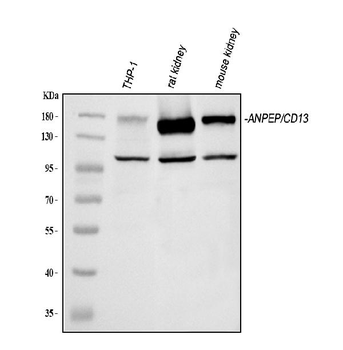 Anti-CD13/Anpep Antibody