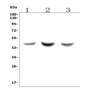 Anti-ASAH1 Antibody