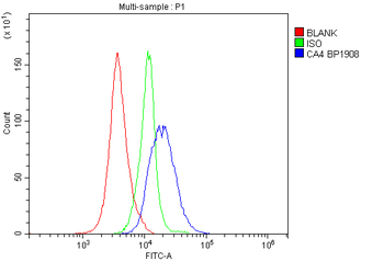 Carbonic Anhydrase 4/CA4 Antibody