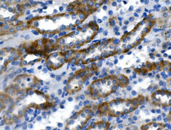 Carbonic Anhydrase 4/CA4 Antibody