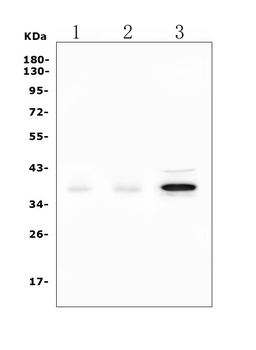 Anti-DAZL Antibody