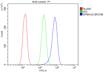 Band 4.1-like protein 5 EPB41L5 Antibody