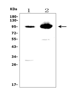 Anti-Band 4.1-like protein 5 EPB41L5 Antibody