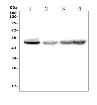 eRF1/ETF1 Picoband® Rabbit Polyclonal Antibody