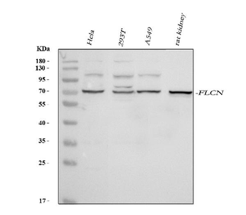 Anti-FLCN Antibody