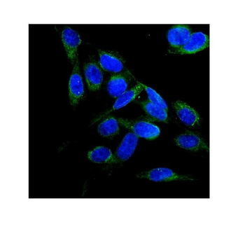 Anti-FLCN Antibody