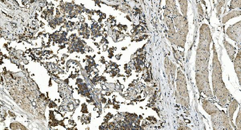 Anti-FLCN Antibody