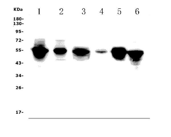 Anti-FLI1 Antibody