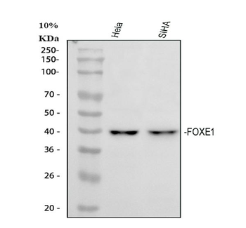 Anti-FOXE1 Antibody